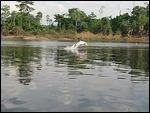 Dolphin showing off
