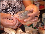 Piranha from the market