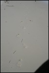 Lonely footprints