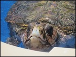 Sad turtle