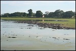 Caiman by day
