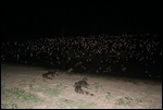 Caiman by night