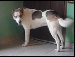 Beautiful dog from the hostel
