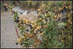Fruta El Calafate
