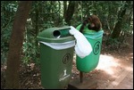 Anti-racoon devices not doing too well