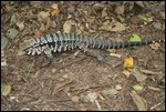 Big lizard with a big tongue