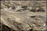 Deception island mass penguin colony