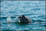 Leopard seal action