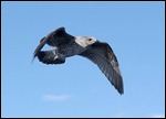 One of many stunning birds