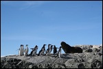 Seals and penguins in harmony