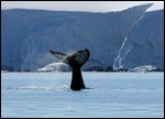 Whale's tail