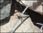 Black widow on the prowl