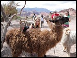 Mounting a llama