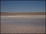 Some of many flamingoes