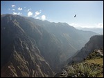 Condor over the canyon