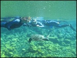 A turtle gets close