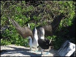 Boobies dancing