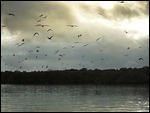 Boobies fishing en-masse