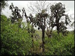 Catus trees