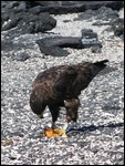 Galapagos eagle eating baby marine iguana