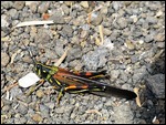 Painted locust