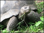 Turtle chomping away