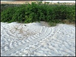 Turtle nest