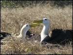 Wave albatrosses