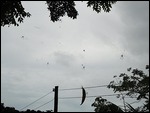 A full sky of spiders