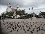 Can't escape the pigeons