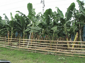 Endless banana plantations