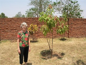 b Bev mango tree