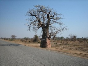 f Baobob Tree