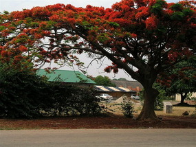 It was Springtime in Zambia