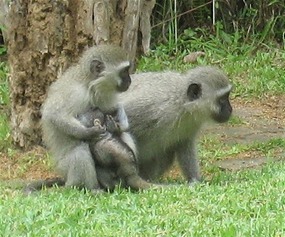 Monkeys at van Belkum's