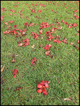 fallen blossoms