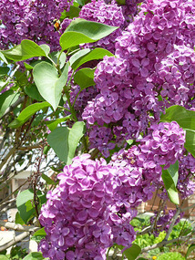 MH lilacs