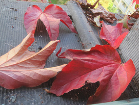 BC colour