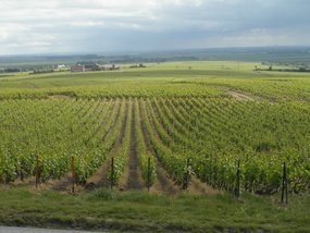 Vineyards of Champagne 