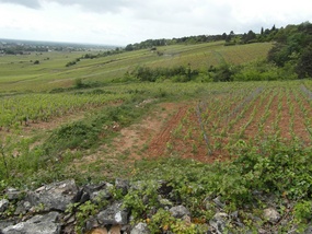In the hills of Burgundy 