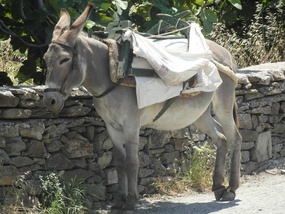 Perhaps new mode of travel for the Don