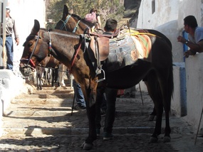 Donkey base station