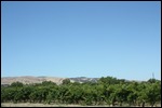 Plenty of grapes here
