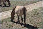 A Mongolian horse 