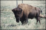American Bison