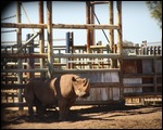 Black Rhino