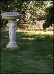 Beautiful Rosellas
