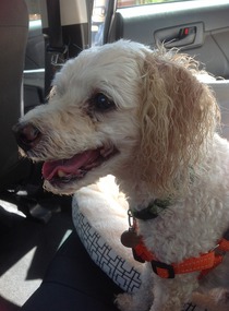 Winston ready to go with his seat belt on