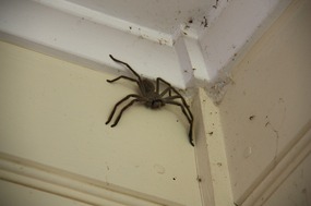 My first Huntsman Spider