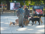 Professional dog walkers!